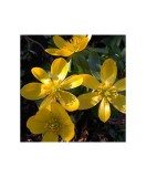 Aconit de Iarna Eranthis, Cilicica, Galben, 7/+, 1 Bulb