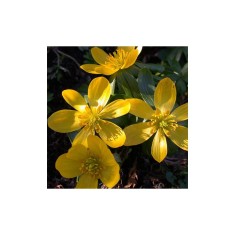 Aconit de Iarna Eranthis, Cilicica, Galben, 7/+, 1 Bulb