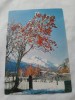 Carte postala pom, Circulata, Fotografie
