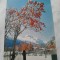 Carte postala pom