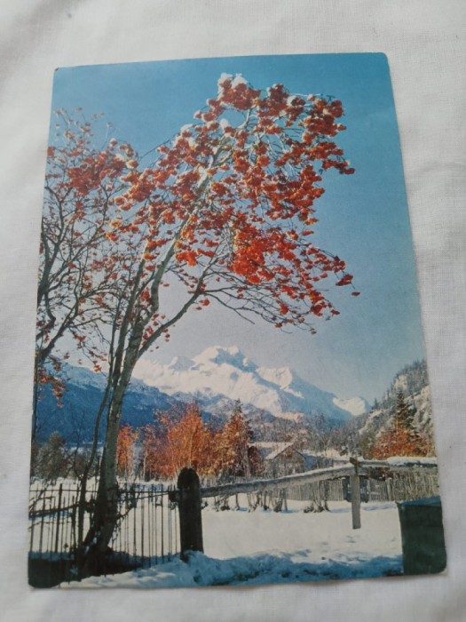 Carte postala pom