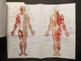MASAJUL Reflexogen, Traditional Chinez, Japonez, Indian, Clasic, Vibromasajul si Notiuni de Anatomie Dr Sabin Ivan 245pag +Plansa mare TRATAMENTE 2007