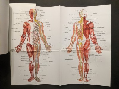 MASAJUL Reflexogen, Traditional Chinez, Japonez, Indian, Clasic, Vibromasajul si Notiuni de Anatomie Dr Sabin Ivan 245pag +Plansa mare TRATAMENTE 2007 foto