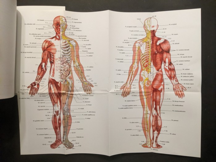 MASAJUL Reflexogen, Traditional Chinez, Japonez, Indian, Clasic, Vibromasajul si Notiuni de Anatomie Dr Sabin Ivan 245pag +Plansa mare TRATAMENTE 2007