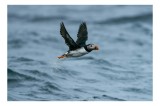 Tablou Canvas, "Zborul pufinului deasupra mării", Puffin, Zbor, Ocean, Pene, Aripi, Cer, Valuri, Natura, Libertate, Eleganta, 39 x 26 cm, CMCLASS