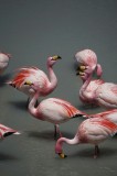Tablou Canvas, "Dansul flamingourilor pe apă albastră", Flamingo, Roz, Apă, Grație, Eleganță, Mulțime, Natural, Exotic, Contrast, Frumusețe, 26 x 39 c