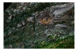 Tablou Canvas, "Privirea ageră a crocodilului", Solzi, Ochi, Verde, Textură, Reptilă, 39 x 26 cm, CMCLASS