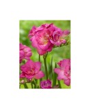 Freesia, Floare Dubla Pink, Roz, 5/6, 1 Bulb, Oem