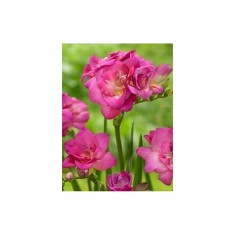 Freesia, Floare Dubla Pink, Roz, 5/6, 1 Bulb