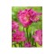 Freesia, Floare Dubla Pink, Roz, 5/6, 1 Bulb