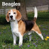 Beagles 2024 Square