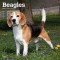 Beagles 2024 Square
