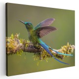Tablou pasare colibri pe ramura 1723 Tablou canvas pe panza CU RAMA 40x60 cm
