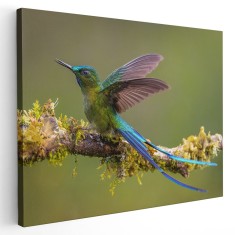 Tablou pasare colibri pe ramura 1723 Tablou canvas pe panza CU RAMA 30x40 cm