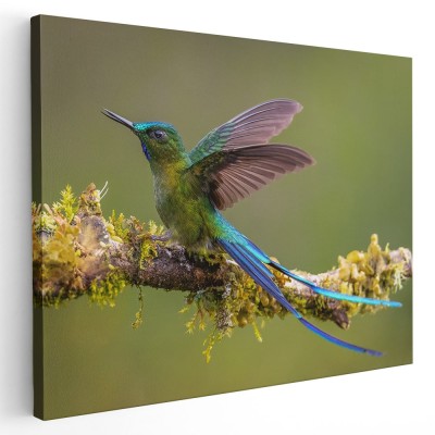 Tablou pasare colibri pe ramura 1723 Tablou canvas pe panza CU RAMA 80x120 cm foto