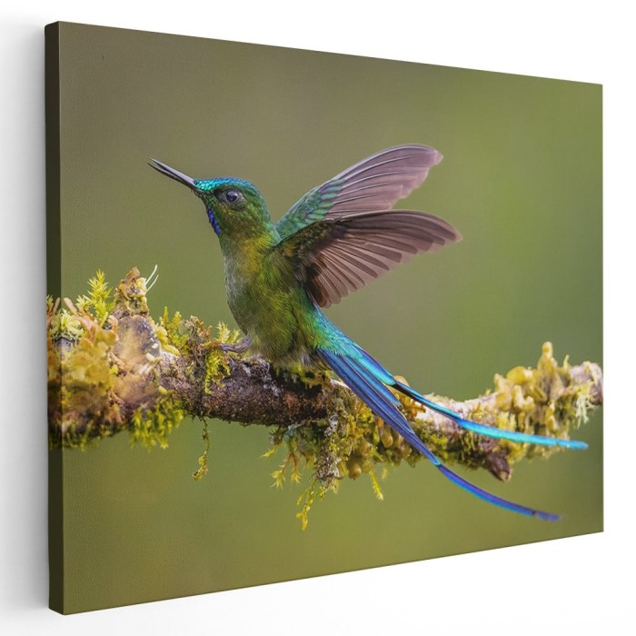 Tablou pasare colibri pe ramura 1723 Tablou canvas pe panza CU RAMA 80x120 cm