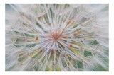 Tablou Canvas, "Cercul delicat al naturii efemere", Floare, Gingașă, Eterică, Fragilă, Delicată, Aerisită, Efemeră, Natură, Minunată, Plutitoare, 39 x