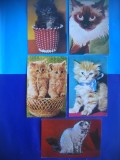 HOPCT LOT NR 1068 .PISICI --5 CARTI POSTALE-NECIRCULATE