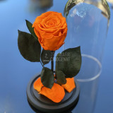 Cumpara ieftin Trandafir Criogenat portocaliu &Oslash;6,5cm in cupola 10x20cm