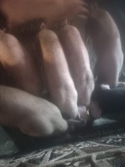 Porci 35-40kg vanzare