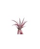 Planta aeriană Tillandsia Capitata Peach Red - Mare