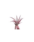 Cumpara ieftin Planta aeriană Tillandsia Capitata Peach Red - Mare
