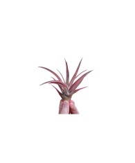 Planta aeriană Tillandsia Capitata Peach Red - Mare