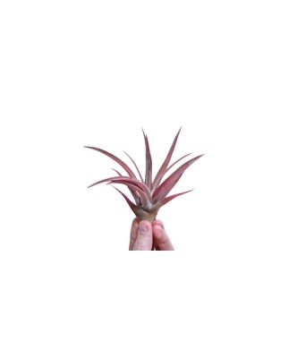 Planta aeriană Tillandsia Capitata Peach Red - Mare foto
