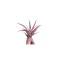 Planta aeriană Tillandsia Capitata Peach Red - Mare