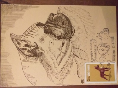 Boxer Maxima Timisoara 1988 foto