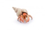 Papo Figurina Crab Pustnic