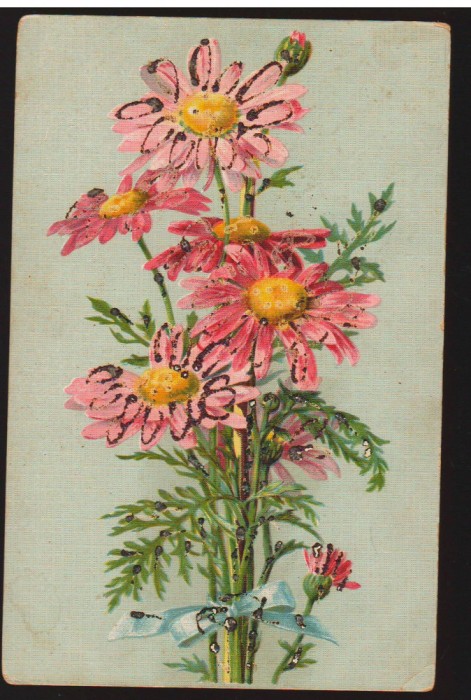 CPIB 16698 FELICIRAE - FLORI