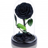 Trandafir Criogenat negru bonita &Oslash;9,5cm in cupola 12x25cm