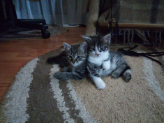 Cedez spre adop?ie doi pui de pisica. foto