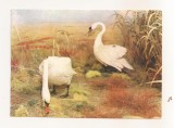 RF186 - Carte Postala - Muzeul Deltei Dunarii. Tulcea - Diorama Grindul Crasnicol, necirculata