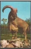CPIB 17724 CARTE POSTALA - GRADINA ZOOLOGICA BUCURESTI. BERBEC CU COAMA