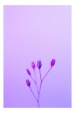 Tablou Canvas, "Boboci timizi pe fundal mov", Flori, Buds, Liliac, Minimalism, Calm, Simplu, Pastel, 26 x 39 cm, CMCLASS