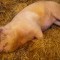 Vand porc