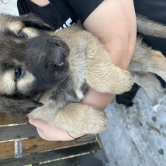 Câine ciobănesc caucazian