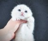 Pisicuță albă ca zăpada, Scottish Fold Shorthair, Pedigree, #1 All Systems