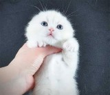 Pisicuță albă ca zăpada, Scottish Fold Shorthair, Pedigree