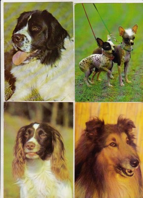 bnk cp Caini - lot 20 carti postale foto