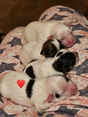 V&amp;acirc;nd bison maltez mini toy foto