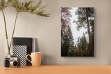 Tablou Canvas, "V&acirc;rful cețos printre arbori &icirc;nalți", Copaci, Ceață, Munți, Toamnă, Frunziș, V&acirc;rfuri, Natură, Vreme Rece, 26 x 39 cm, CMCLASS