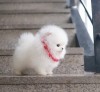 Pomeranian boo