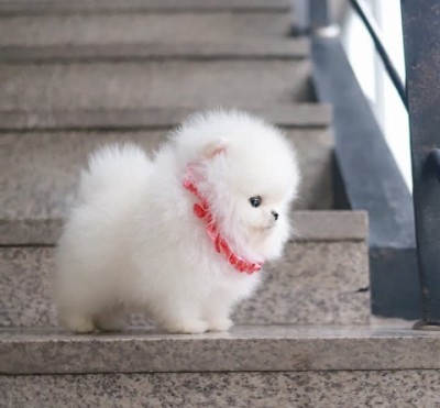 Pomeranian boo foto