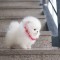 Pomeranian boo