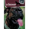 1x1 - A boxer