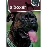 1x1 - A boxer
