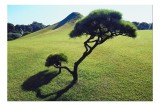 Tablou Canvas, "Colina pajiștilor sub cer senin", Copac, Umbre, Deal, Iarbă, Cer, Peisaj, Natură, Tranquilitate, Verde, Linie, 39 x 26 cm, CMCLASS